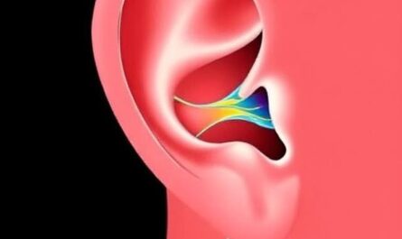 ear anatomy