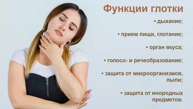 Функции глотки