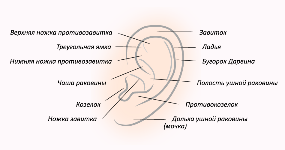 Наружное ухо строение