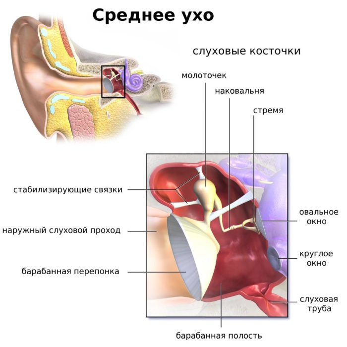 Среднее ухо