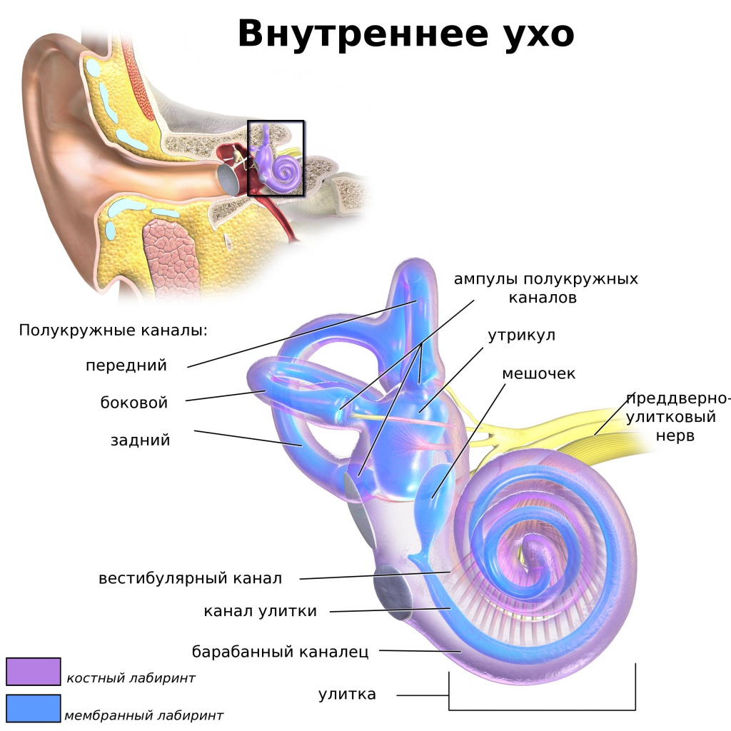 Внутреннее ухо