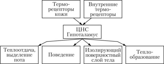 Механизмы терморегуляции