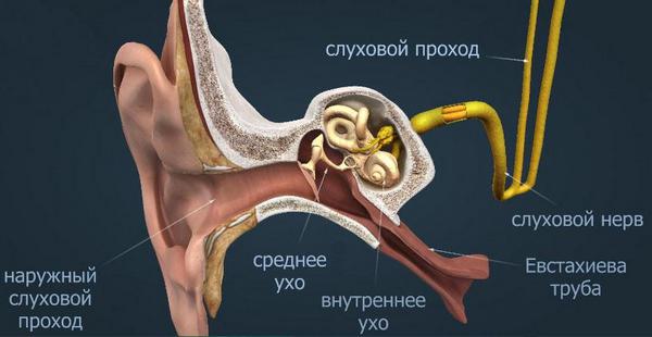 Роль евстахиевой трубы