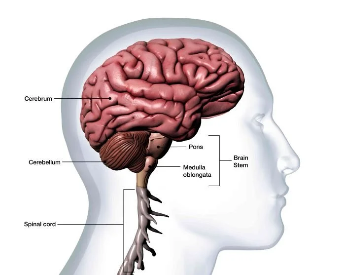 Brain signals interpret motion balance