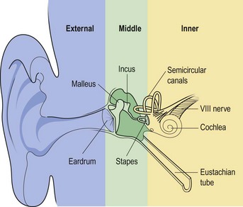 Ear anatomy three parts overview