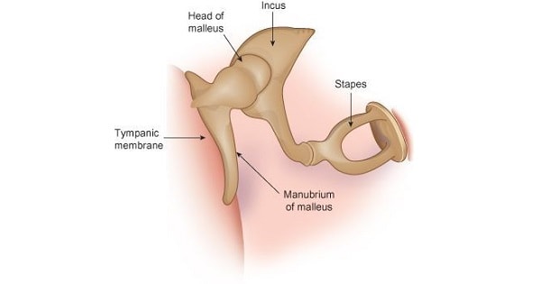 Eardrum and auditory ossicles anatomy