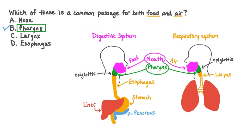 Epiglottis separating digestion breathing pathways