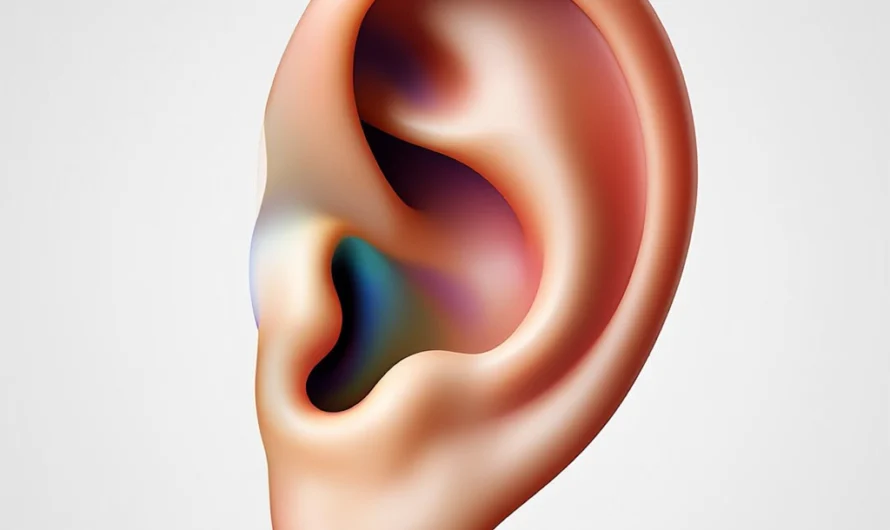 Human Ear Anatomy: Structure and Functions of the Outer, Middle, and Inner Ear