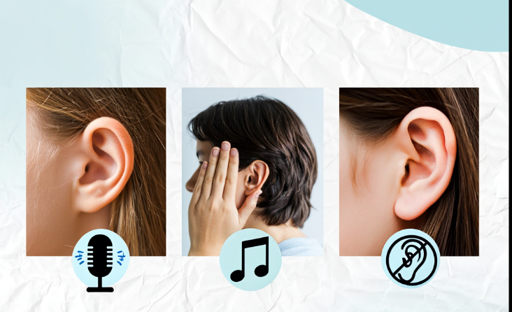 Human ear anatomy amazing functions