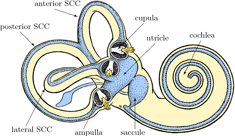 Inner ear balance vestibular system