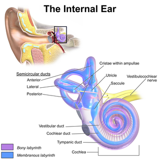 Inner Ear Cochlea Vestibular System