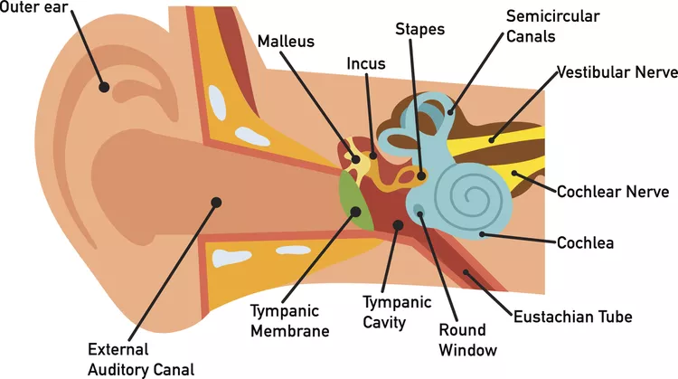 Middle Ear Auditory Bones Function