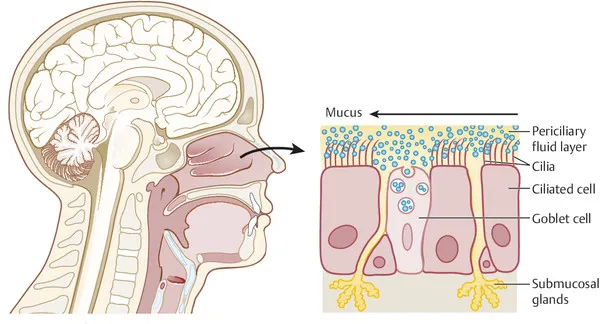 Nasal lining air filtration process