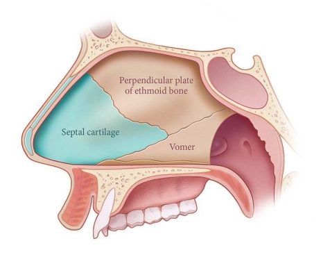 The Nasal Septum and Its Functions