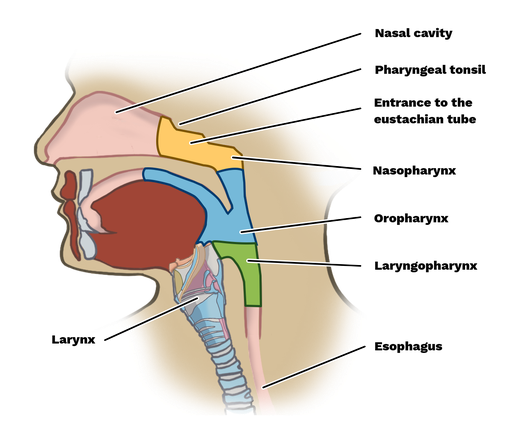 Nasopharynx oropharynx laryngopharynx diagram