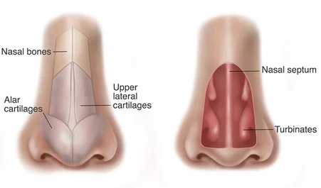 Nose anatomy external internal structure
