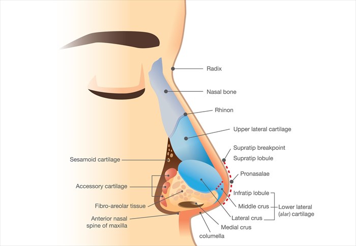 Nose Structure Nasal Cavity Diagram