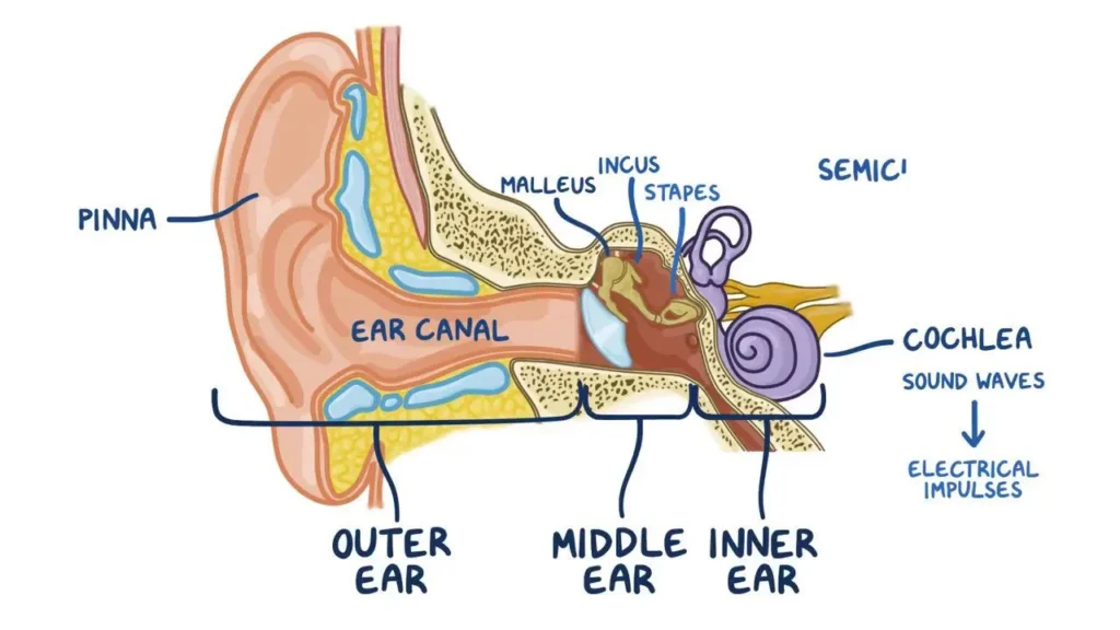 Parts of the Human Ear