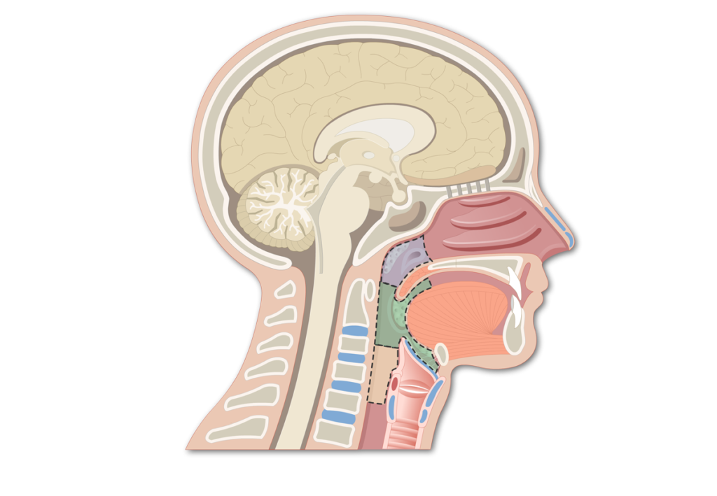 Pharynx location and basic structure