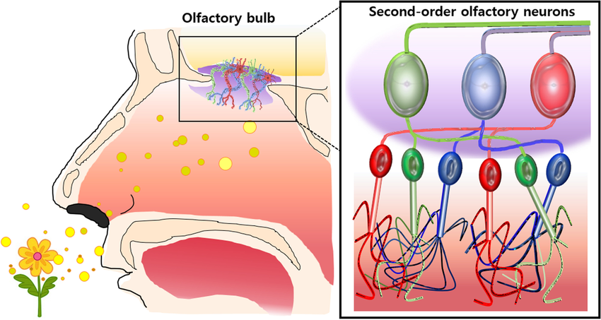 Sense Smell Olfactory System Process