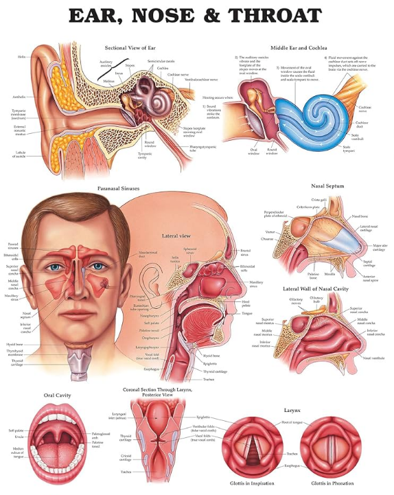Throat anatomy unique features infographic